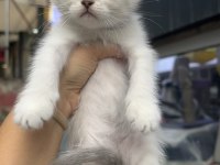 Scottish Fold Erkek Point Bebekler
