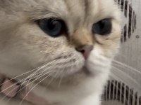 Gold point british shorthair