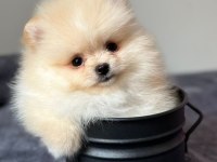Küçük pomeranian yavrularımıza yuva