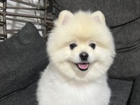 Akıllı eğitimli 11 aylık pomeranian bulutumuz