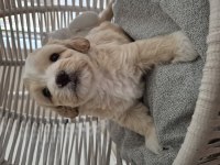 Maltipoo Yavrularımız Yeni Ailelerini Arıyor!