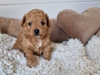 Sevimli Maltipoo Yavrularımız