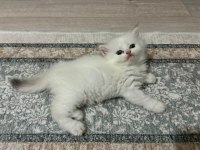 Güzel golden bebek kediler