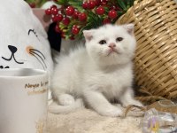 Scottish fold white