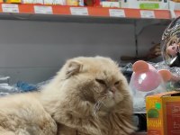 İran persian bebişler