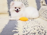 EN SEÇKİN POMERANİAN BOO YAVRULARIMIZA YUVA ARIYORUZ