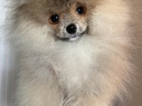 Pomeranian Boo Harika Yavrumuz