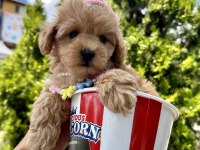 Maltipoo f2b safkan yavrularımız mini boy en küçük boy