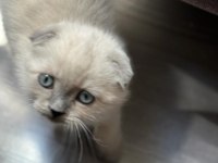 Scottish fold blue point