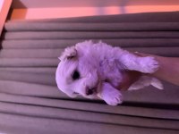Maltese terrier köpeğimiz