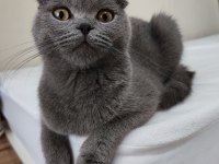 Scottish fold erkek kedimiz
