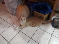 6 Aylık erkek kedimize yuva arıyoruz