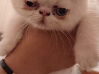 45 günlük mavi ve yeşil gözlü exotic shorthair yavrular
