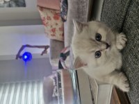 British longhair kedilerimiz çok sevimli ve çok oyuncular
