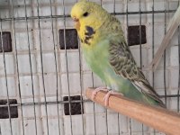 KALİTELİ MUHABBET KUŞU DAMIZLIKLAR