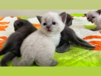Blue point ve british shorthair