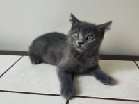 2 AYLIK SCOTTİSH STRAİGHT YAVRU KEDİM 2