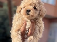 ORİJİNAL KAN POODLE BEBEKLER