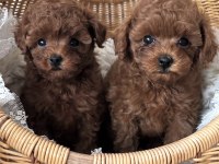 Show Kalite Toy Poodle Bebeklerim