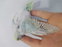 RAİNBOW MUHABBET KUŞU BEBEKLER