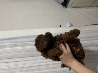 Toy poodle oğullarımız