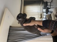 Blue ve siyah 2 aylık french bulldog yavrular