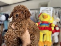Boy Ve Kg Ram Garantili Toy Poodle Yavrular