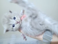 SCOTTİSH FOLD KEDİMİZ 4 ADET