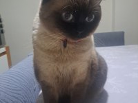 British Shorthair Kedisi