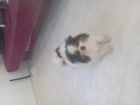 Mama parasına damızlık pomeranian