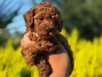Toy Poodle Bebeklerımız Yenı Yuvasını Arıyor