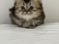 Son 2 yavru british shorthair