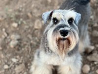 FCI secereli Miniatute Schnauzer yavruları