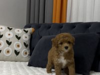 toy poodle ev ortamından