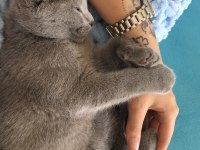 Ankara Scottish fold kedi sahiplendirme