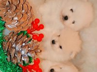 Pomeranian kartopları yeni yuvalarına şans getirmeye hazır