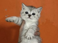 TABBY BRİTİSH SHORTHAİR