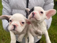 Üst sınıf French bulldog yavrularımız