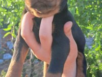 A kalite doberman bebeklerimiz