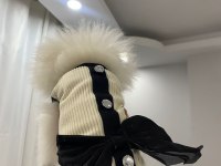 Pomeranian yavru 7 aylık
