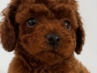 Kore Teacup Poodle Erkek Yavrular