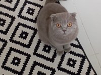 Scottish fold kedimiz