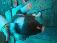 Border Collie Yavrulari