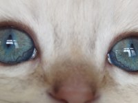 Golden ve silver scottish fold yavrular