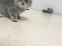 2 aylık britsh shorthair kedime yuva arıyorum