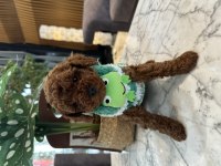 Yakışıklı Poodle Oğluşum