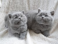 A kalite british shorthair yavrular