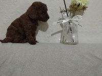 Anne altında kore kan toy boy poodle 2.5 kg geçmeyecek