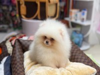 POMERANAİN BOO 3 AYLIK