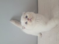 Kendi kedimin scottish fold yavruları sahiplendireceğim